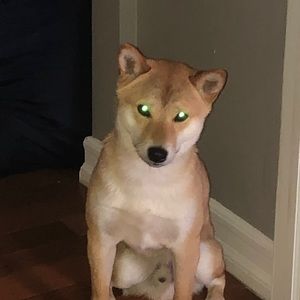 Meet your Posher, Jorge